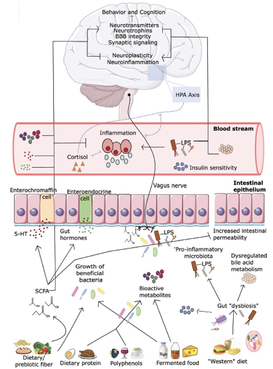 Are you a psychologist or nutritionist interested in the role of diet and #microbiome in mental health? - we will have two postdoc positions available shortly #jobfairy 
Please Retweet