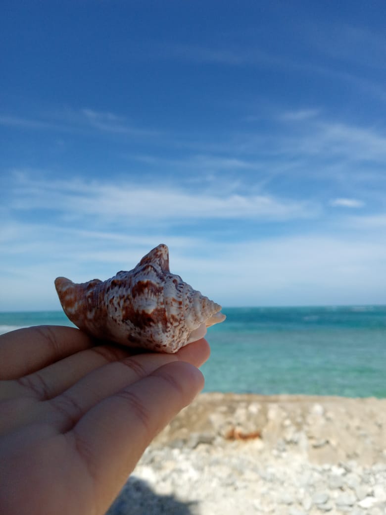 bzeadventures's tweet photo. Seashells, on the seashore. Photo: Dulce Yacab #slickrockadventures #belizeadventures #belizeadventure #gloversreef #longcaye #offgrid #ecolodge #ecoresort #belize #belizevacation #visitbelize #glamping #belizeholiday #eco #green 1-800-390-5715 slickrock@slickrock.com https://t.co/21z4hloDnc