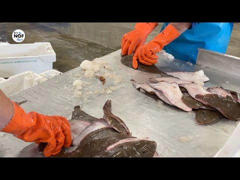 VIDEO: Minder aanvoer bij Visafslag Lauwersoog: "Heeft te maken met het koude weer" - rtvnof.nl/video-minder-a…