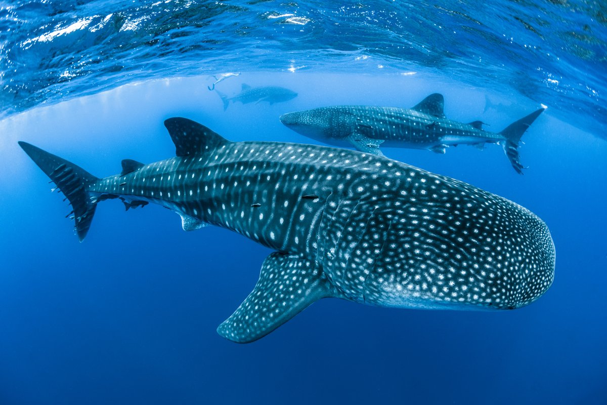 In Malagasy, whale sharks are called marokintana, translating as "many stars". Their Japanese name is jinbei zame, the “patterned pyjama shark”. In Kenyan Swahili, they are papa shilling, “the shark covered with coins”. In Vietnamese they are cá Ông, literally “Sir Fish”. (1/5)