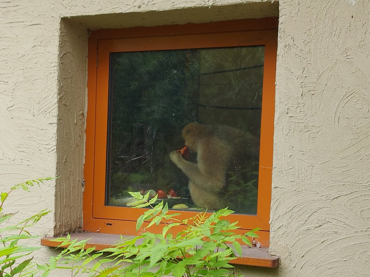 WarszawskiBlog's tweet photo. Szukając spokoju...🤫 Looking for calm...🤫 #spokój #odosobnienie #zdalaodludzi #gibon #goryl #szympans #pawiany #iskanie #zoo #Praga #Warszawa #calm #seclusion #awayfrompeople #gibbon #gorilla #chimpanzee #baboons #grooming #Warsaw https://t.co/hyTEBYFPiI
