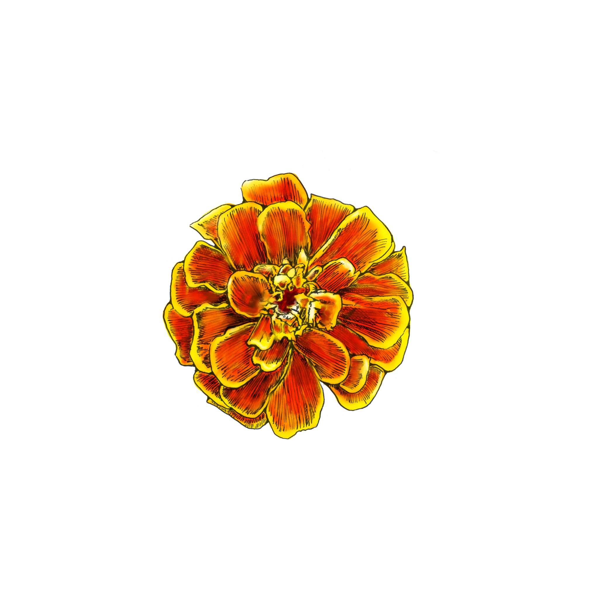 船津光廣 Mitsuhiro Funatsu マリーゴールド 2日に1絵 イラスト 絵 水彩 花 Illustration Digitalart Digital Flowers Marigold T Co Udfcdrigkd Twitter