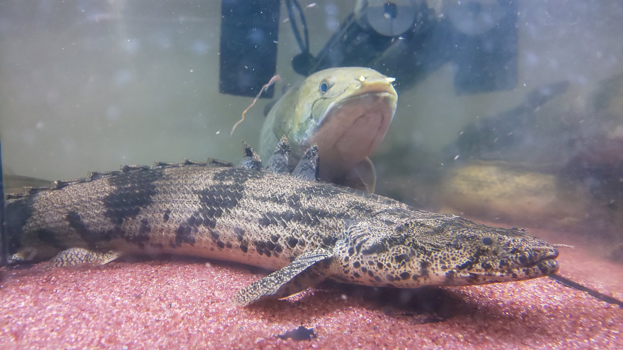 ばーどん Guppy Birdon Twitter
