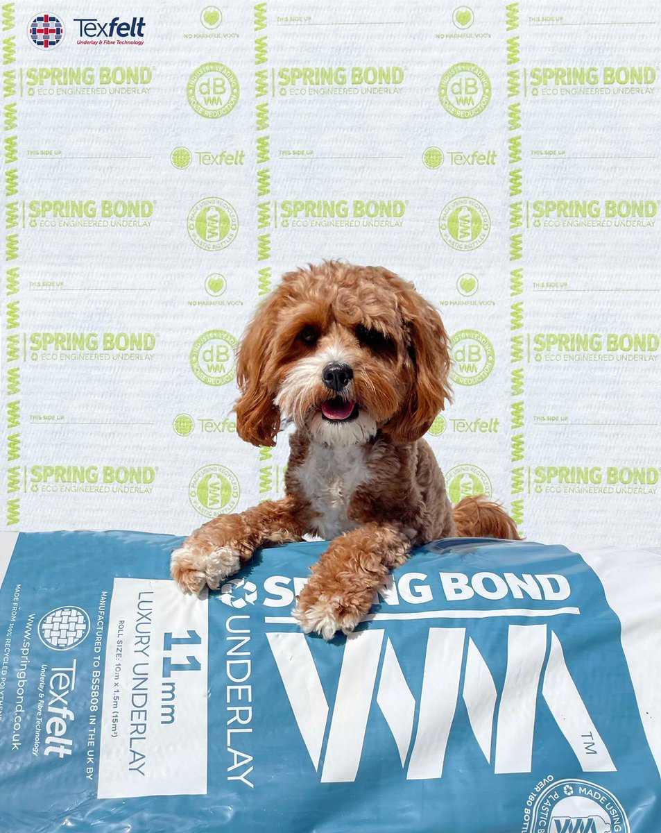 Texfelt's tweet photo. Meet Nelly!
As well as being the Texfelt family dog, she's also a mental health support pup and definitely the cutest member of the team! 🐶
#springbonduk #texfelt #texfeltuk #springbond #carpetunderlay #springbondunderlay #cavapoo https://t.co/g1yBQRS5kR