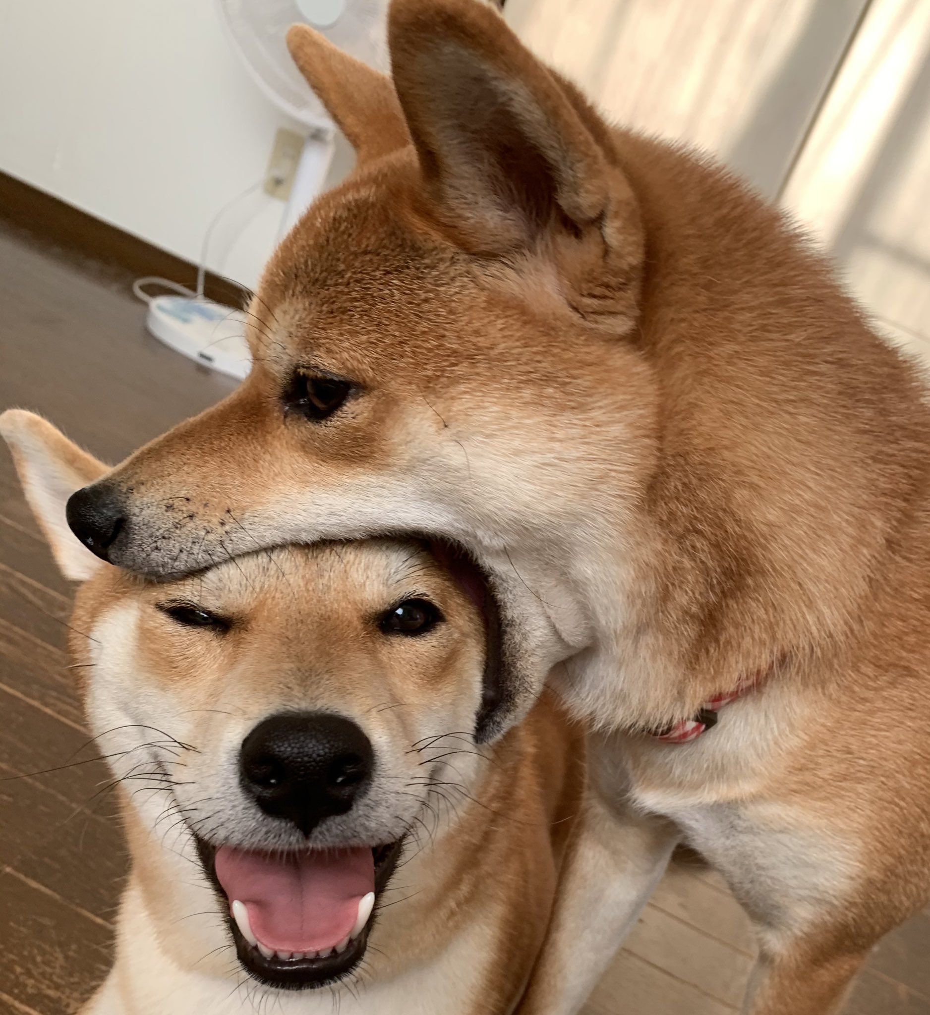 柴犬 いちご姉さんと7柴犬 on X: 