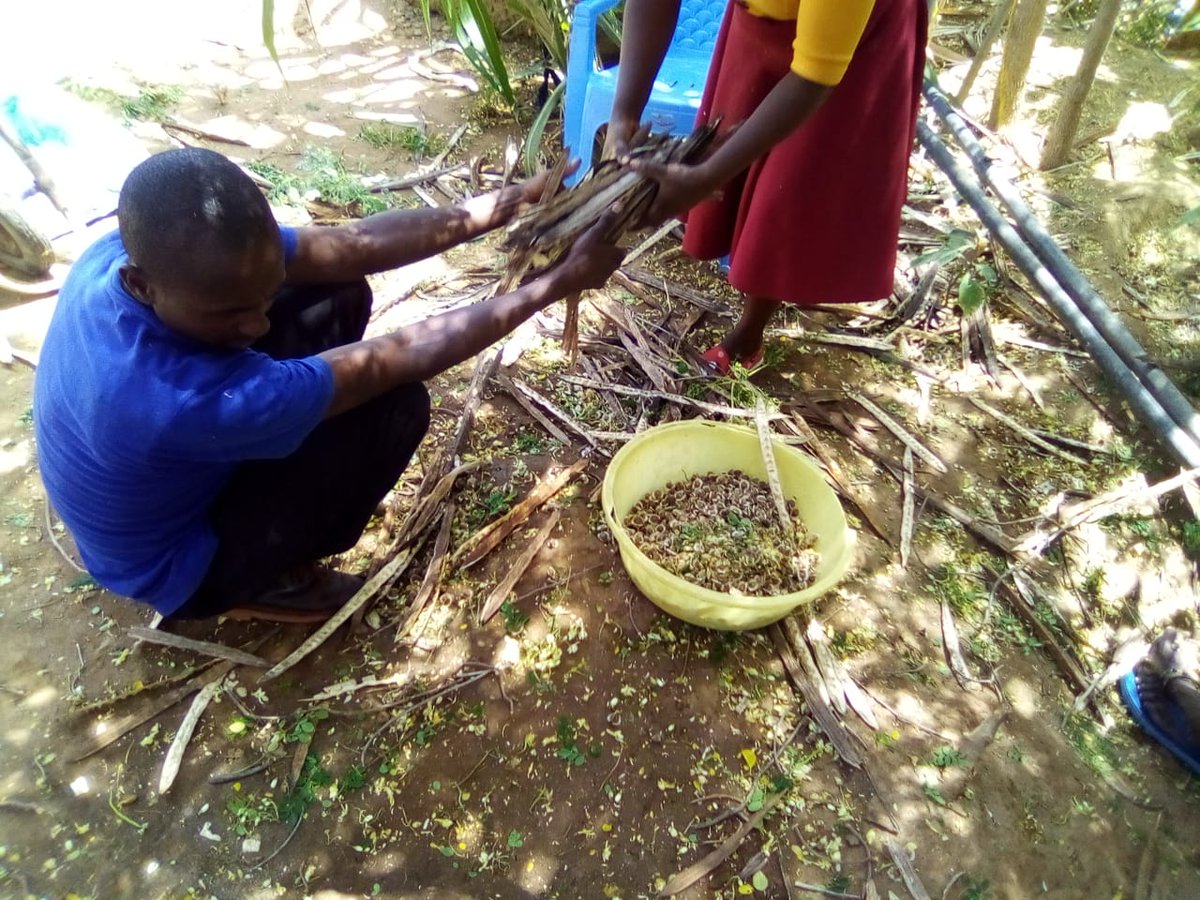 the_solf_org's tweet photo. Good Morning from The School Garden projects as we prepare to plant Moringa Trees. 🌱

#Theseedoflifefoundation #planttrees #planting #nursery #schoolgarden #schools #educate #gogreen #moringatrees #trees https://t.co/Iyfuo3177r