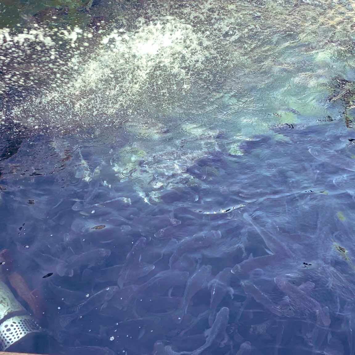 لقد قمت بزيارة لمزرعة البلاع للأسماك يوم أمس وأدركت بأهمية المشروع والذي أبدعه وطوره الدكتور صالح البلاع من أجل الأمن الغذائي الوطني. أنظروا إلى الفرق الكبير في حجم الأسماك والتي نمت بهذه الدرجة الكبيرة في فترة نصف سنة فقط.
أتمنى للدكتور صالح المزيد من التوفيق والنجاح.