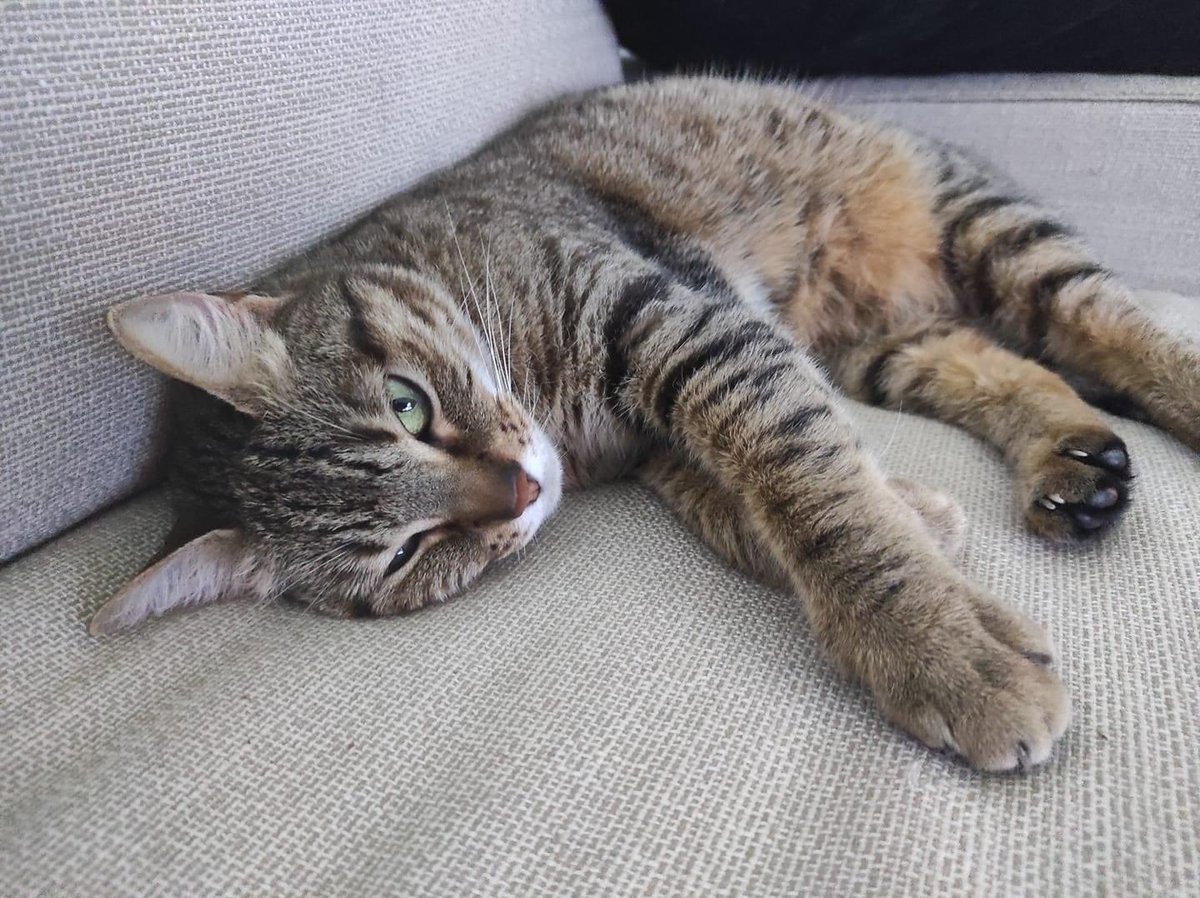 Gata perdida en Zona Can Serra (Parc de Can Cluset) Hospitalet. Responde al nombre de Sophie. Es una gata de 5 años sin chip. Es muy miedosa y no se acerca a las personas. Cualquier información contactar urgentemente con Iván 699536422.

Difusión por favor.