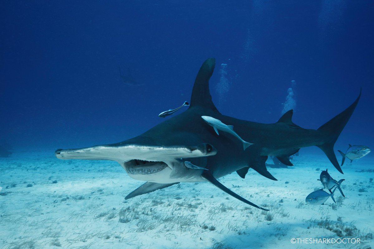 TheSharkDoctor's tweet photo. Using its head like a giant underwater metal detector, few prey species can hide from this charismatic predator.  To me, this is one of the most beautiful sharks out there and with its current endangered status, it needs all the help it can get. https://t.co/kPrJ8tgbVO