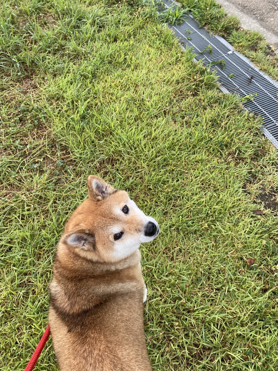 「よっ、見返り美人！」ってマミーが言ってました