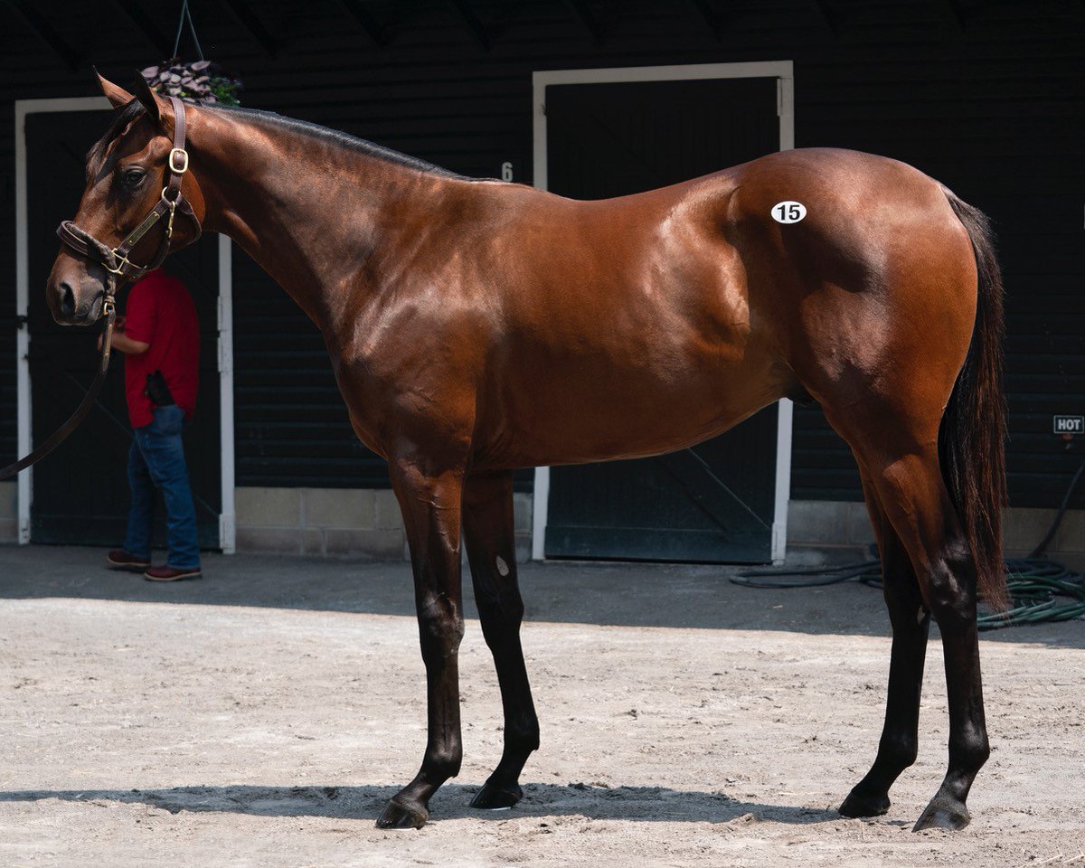 HunterValleyKY's tweet photo. Selling  T O N I G H T  at the 100th @FasigTiptonCo Saratoga Sale for #HunterValleyFarm 

⭐️Hip 15 - Quality Road / Unbridled Mo 20
⭐️Hip 96 - City of Light / Flattermewithroses 20 https://t.co/rccEsMwiUn