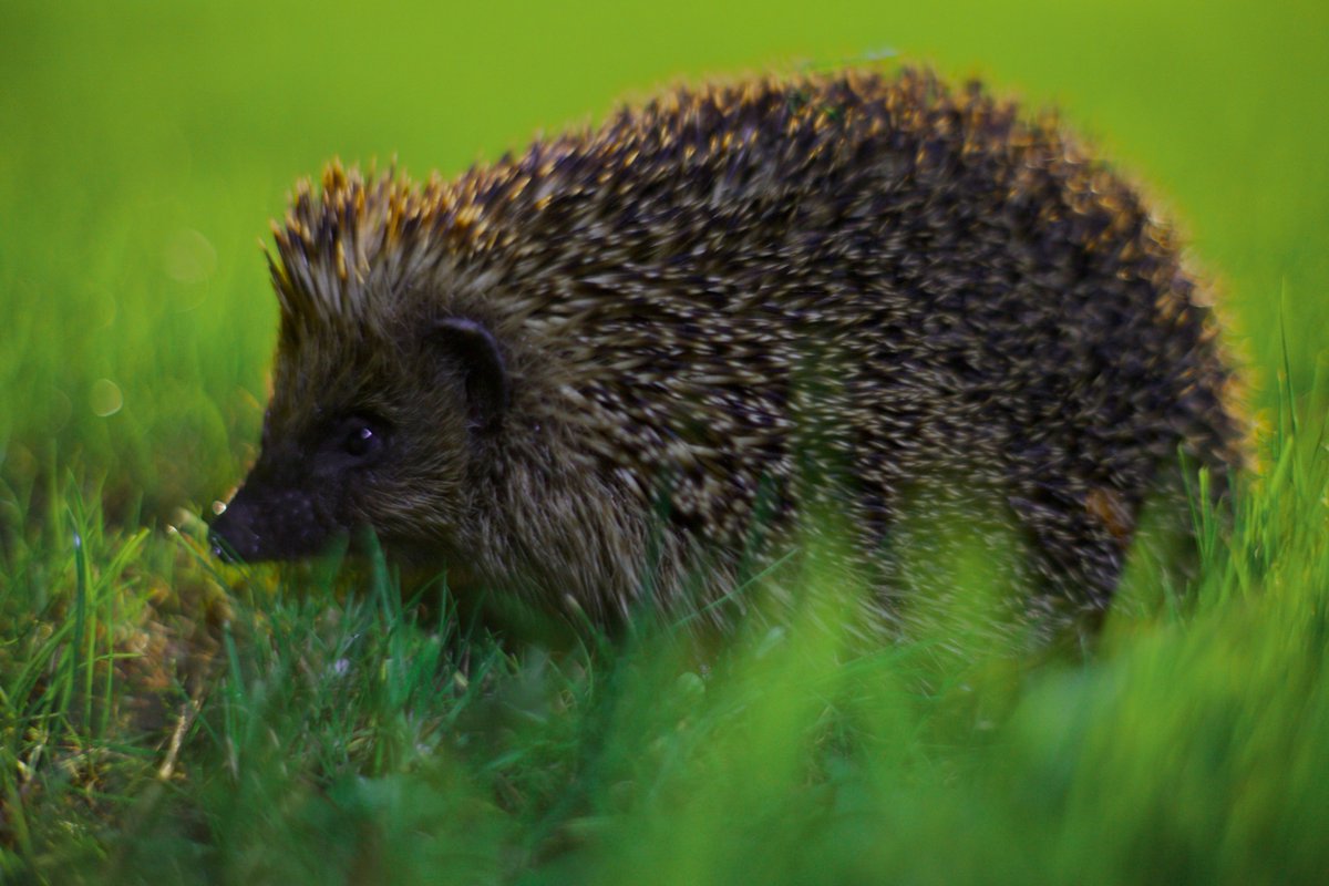 HarperAdamsUni's tweet photo. As part of @countrysidefund National Countryside Week, Lauren James of Harper's Hedgehog Friendly Campus team shares simple steps everyone can take to protect hedgehogs.
https://t.co/3fkIgwLbPY
@Hogfriendly #SustainableHarper #NationalCountrysideWeek #hedgehogfriendlycampus https://t.co/SbZCLycg0o