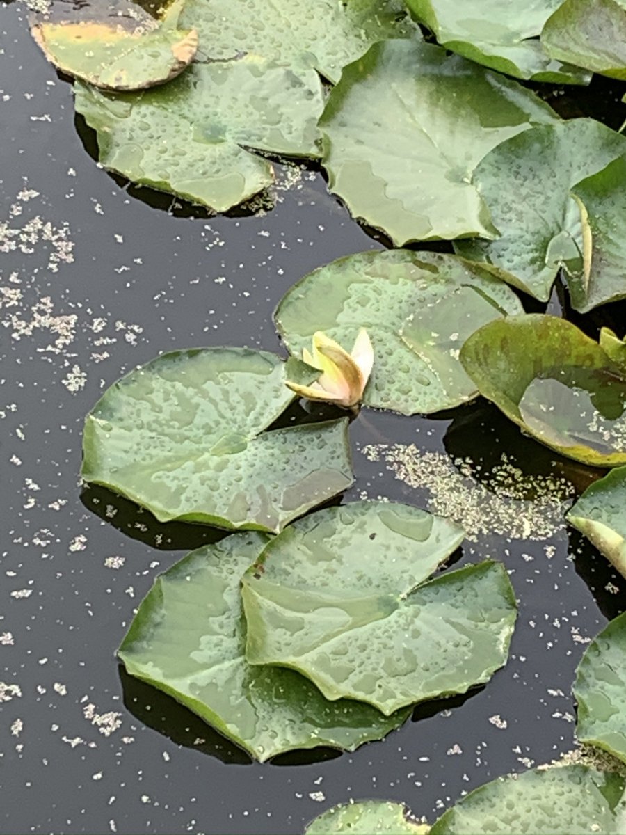 rksingh97263's tweet image. Since we desire the happiness that comes from having a calm mind, and such peace of mind arises only from having a compassionate attitude, we must make a concerted effort to develop compassion. We must use all the events of our daily life to transform our thoughts and behavior.