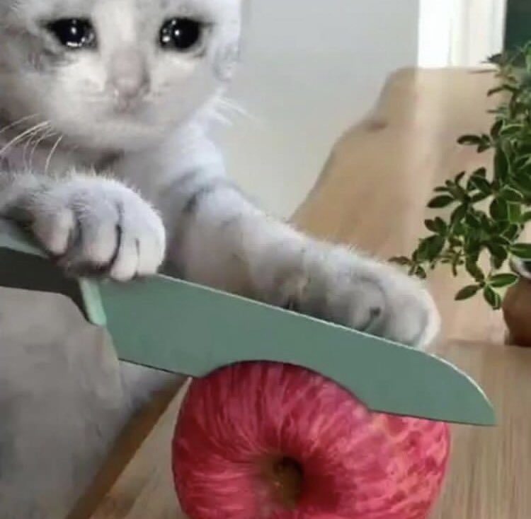 Kekeme_e's tweet photo. how i’ll react to my results knowing damn well i treated online lessons like i was on a cooking show 
#alevels2021 https://t.co/NeRbD2t9qe