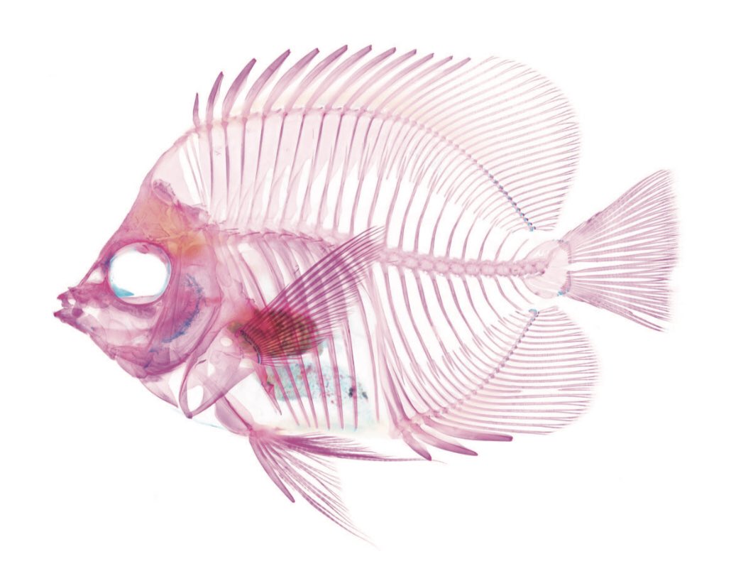 iobjournal's tweet photo. Fresh off the IOB press!
“Constraints on the #Ecomorphological #Convergence of Zooplanktivorous #Butterflyfishes”
By J. R. Hodge (@FishFun_Jen ) et al
https://t.co/Nhg54oREWh
#morphology #ecology #fish #ScienceTwitter #evolution #zooplankton #biologists https://t.co/KvPptnGvSx