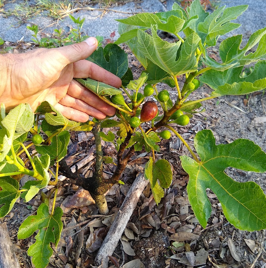 Could Ficus pumila function as a dwarfing rootstock? This fig (probably Southern Brown Turkey) is several years old, grafted on F pumila, and it's fruiting heavily at just one foot (30 cm) tall. I'm going to try more fig grafts onto this species.
#fig #Moraceae #Ficuspumila