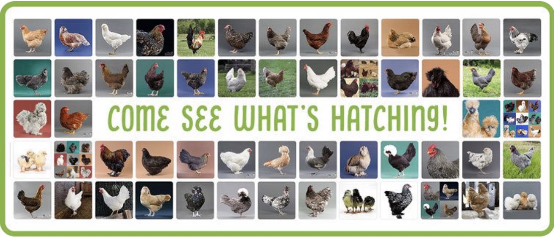 Monday is hatch day! 🐣💙 Order by 2:45pm EST to get your baby chicks shipped today. 

bit.ly/36zMuKP

#mypetchickenofficial #hatchday #chickens #backyardchickens