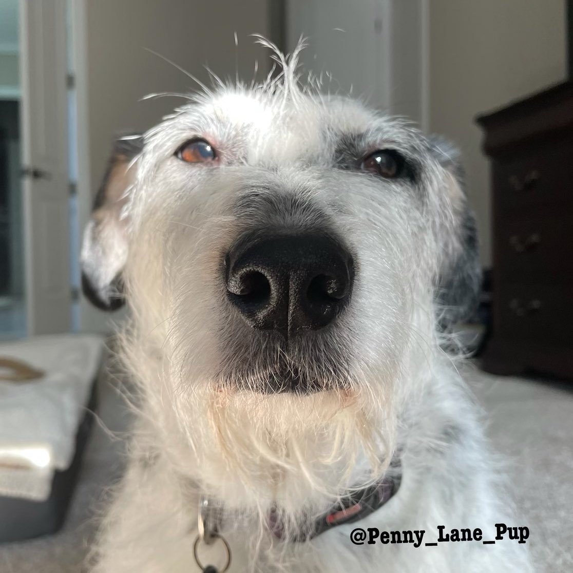 𝗣𝗲𝗻𝗻𝘆 𝗟𝗮𝗻𝗲- Lawn Potato TM tweet media