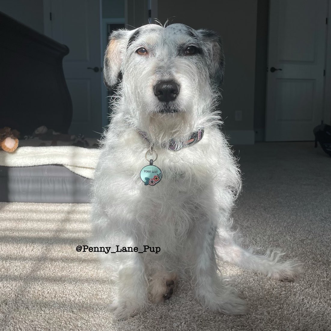 𝗣𝗲𝗻𝗻𝘆 𝗟𝗮𝗻𝗲- Lawn Potato TM tweet media