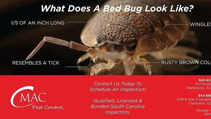 CmacPest's tweet image. 