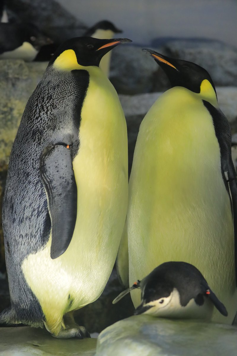 Fumifumi 名古屋港水族館のエンペラーペンギンに赤ちゃん ではなく ヒゲペンギンが寝そべってるだけです いつかは 名古屋港水族館でもエンペラーの雛が見てみたいものです 名古屋港水族館 エンペラーペンギン ヒゲペンギン