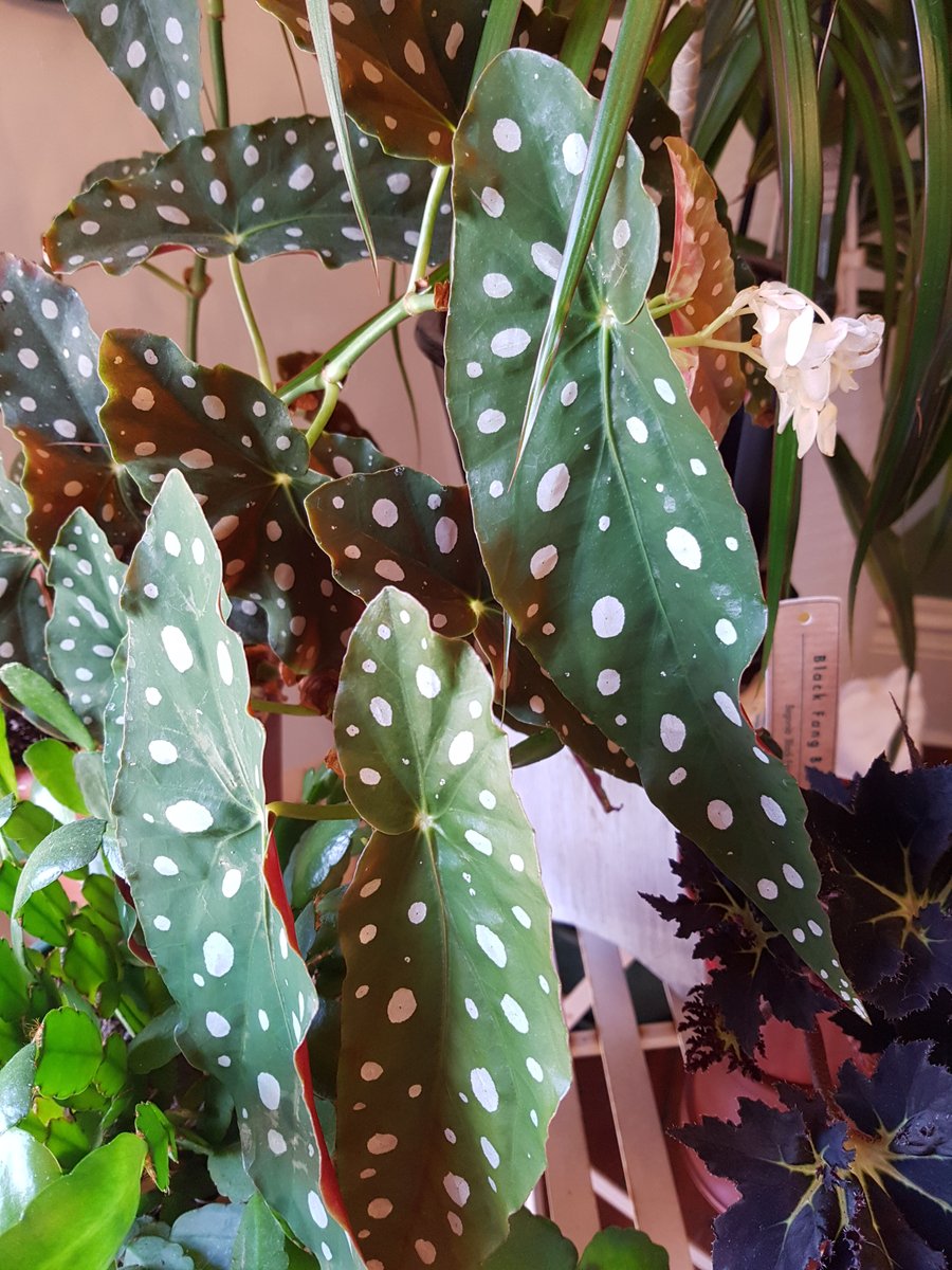 RainbowWookey's tweet photo. My spotted begonia had a flower. That's today's news, now for the weather where you are... ๐ช๐
#houseplant #notpainted https://t.co/cUAVMAIg7C