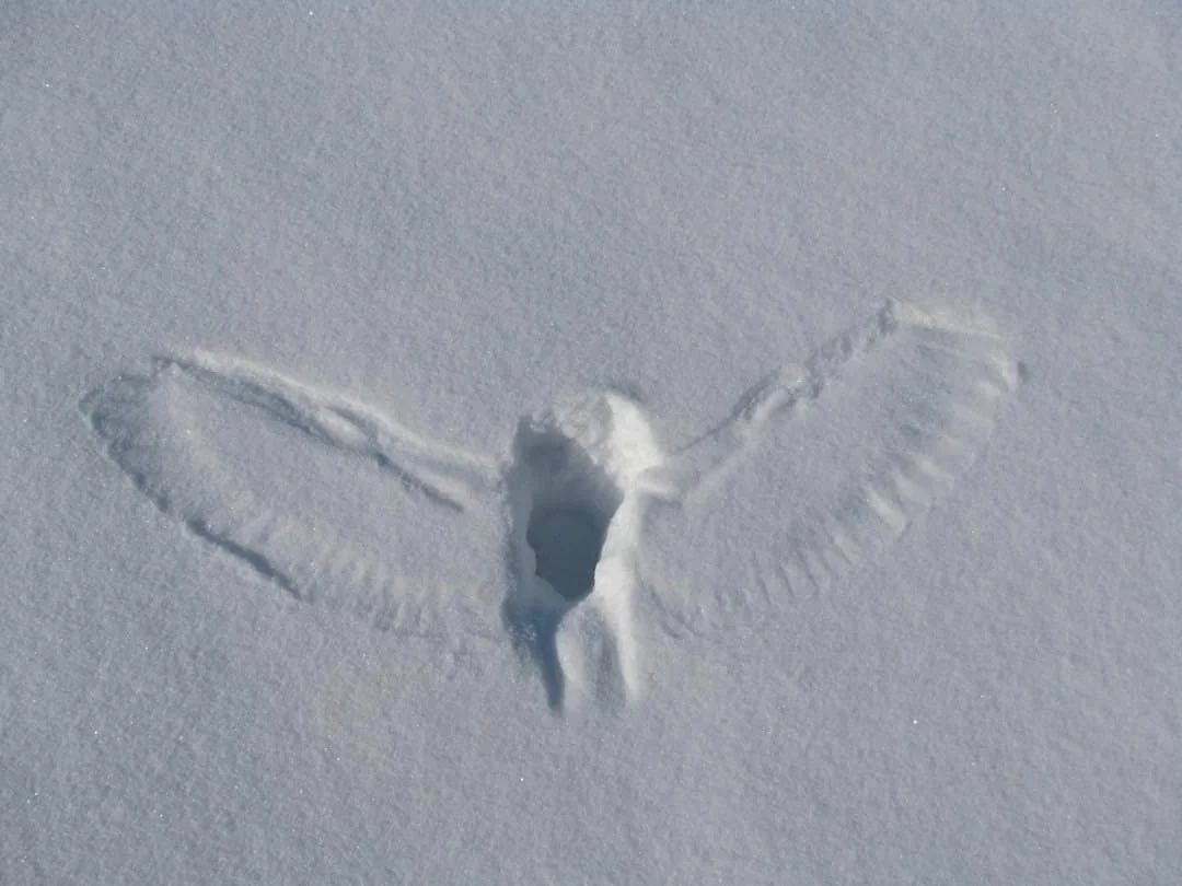 ThanatosArchive's tweet photo. Imprints left in the snow by owls hunting and catching their prey   🦉⚰️ #angelofdeath https://t.co/Z1tZPwIJ27
