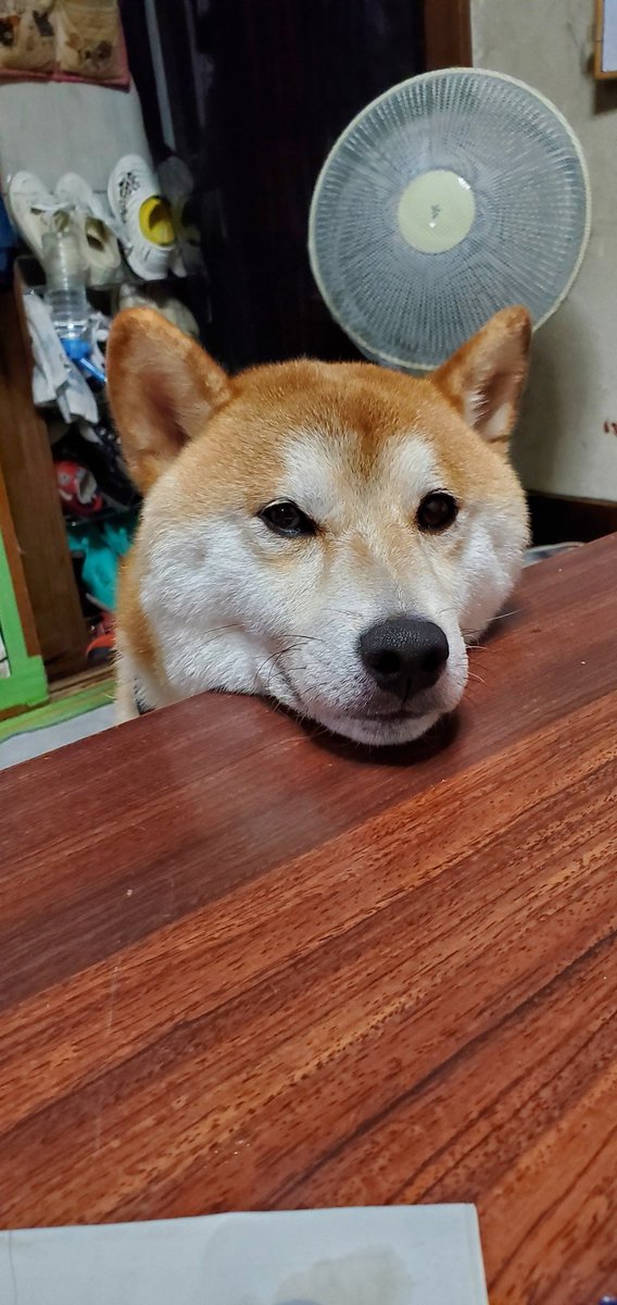 5nohaha's tweet photo. 台風の影響で涼しかったから早めに散歩行けて、ご飯食べて
テーブルに顔乗せてウトウトしてる
#柴犬 https://t.co/qhL5ZsO2eZ