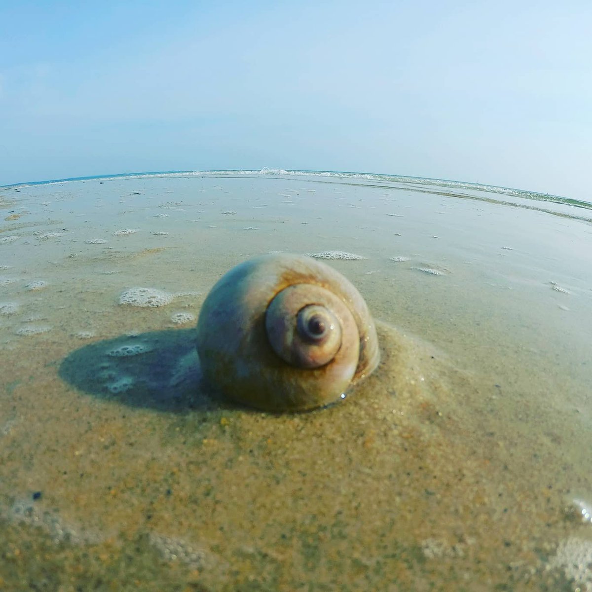 Landys_Photos's tweet photo. Seashell Portal
#naturephotography #oceanshore https://t.co/wCr2xrIpDB