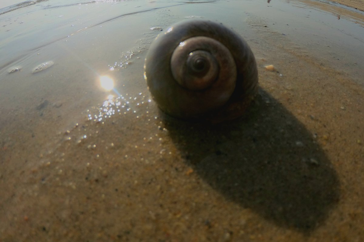 Landys_Photos's tweet photo. Seashell Portal
#naturephotography #oceanshore https://t.co/wCr2xrIpDB