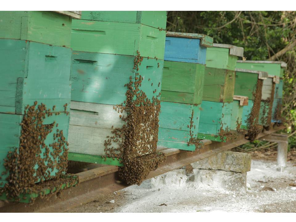 Empresa Apícola Cubana (Apicuba) tweet media