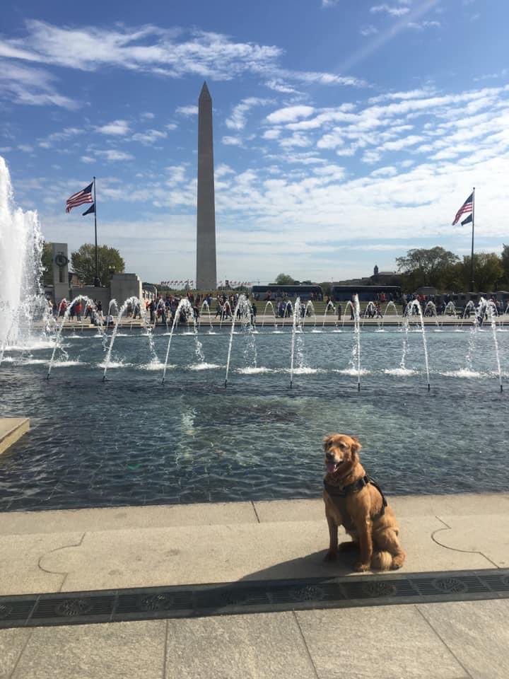 CLGardner19's tweet photo. You may know that my retired service dog Moxie has traveled all over the world with me. GlycoFlex Supplements from VetriScience helped keep her on the go! The Duck flavored joint support was a favorite of my picky eater. 

#servicedog #glycoflex #vetriscience #vetrisquad https://t.co/xnpcWNzbeO
