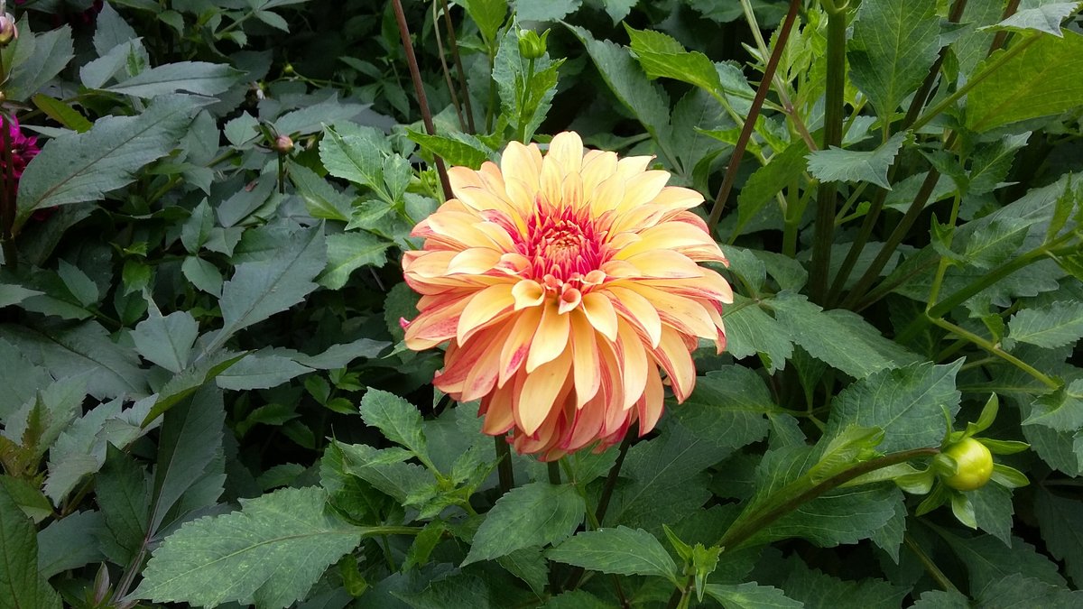 boas_pucker's tweet image. Not sure if you prefer wet or dry lab work?

This PhD position could be the right fit for you. Molecular biology and bioinformatics are combined to investigate the flavonoid biosynthesis.

For details: lnk.tu-bs.de/Nfi8ek