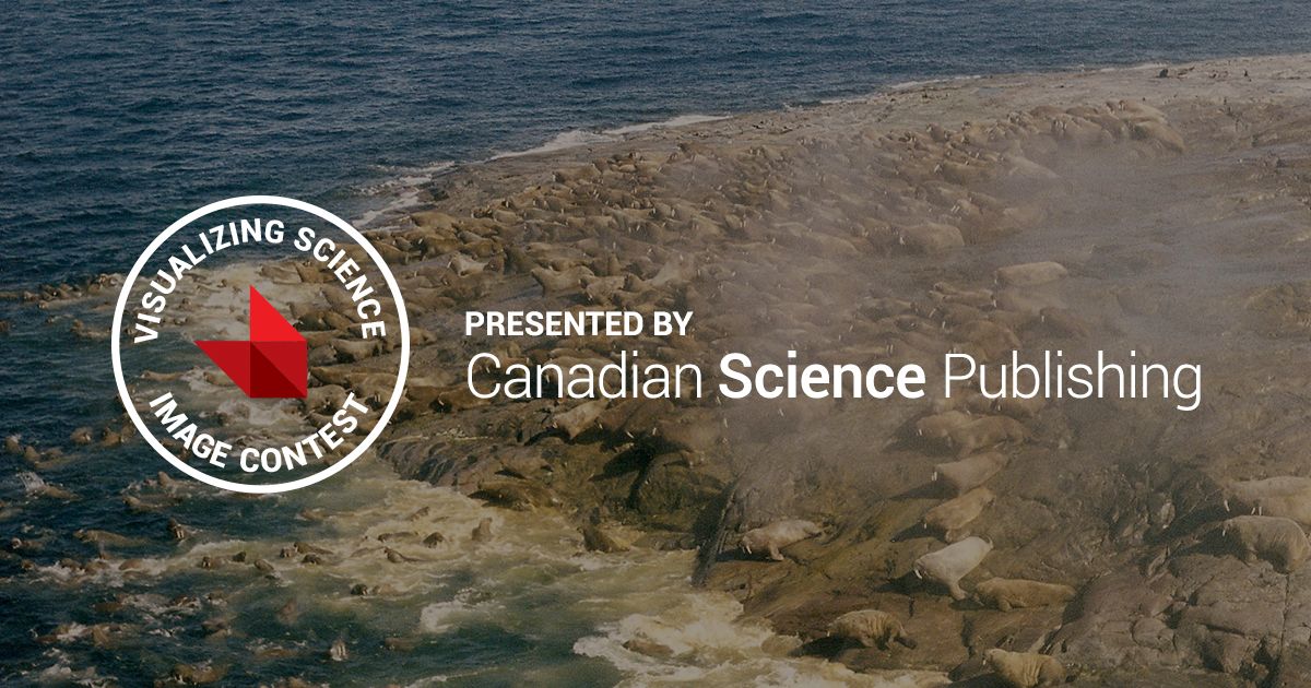 cjfas's tweet image. .@cdnsciencepub wants to be swimming in #VisualizingScience submissions! For contest entry and details, visit canscipub.com/visualizingsci…⠀
⠀
📷: David Gray⠀