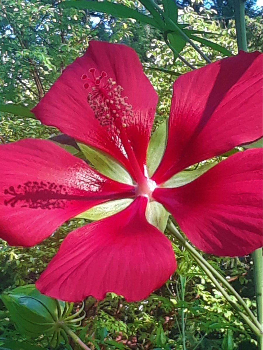 VanVleckGardens's tweet photo. Have you seen this beautiful bloom in the gardens? #flowerfact Each bloom lasts only a day but they are produced in large numbers! It’s a Hibiscus coccineus (swamp hibiscus, Texas star) that grows to 6' tall!

#vanvleck #vanvleckhouseandgardens #themontclairfoundation https://t.co/Xfi6Dst2Xh