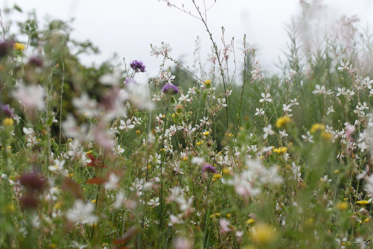 Regis CHUPIN (@chupinregis) on Twitter photo 