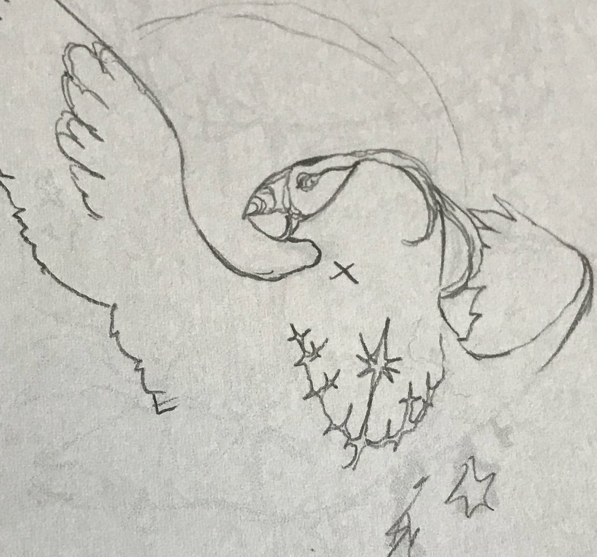 エトピリカも同時進行しています
ウミスズメの中で一番好きな鳥です   エトピリカを見て水族館で一番テンションが上がったことが過去にある
Tufted Puffinの英名の通り、頭に房状の飾り羽が目立ちます  可愛いですね 
