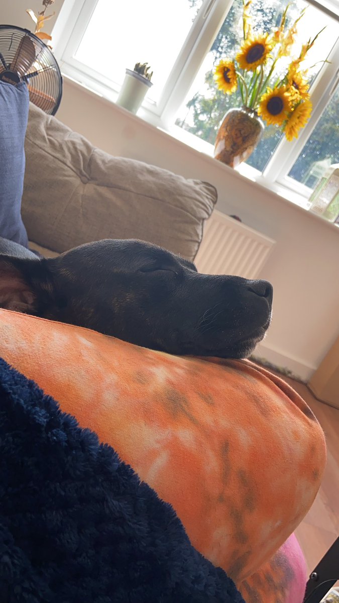 DollyStaffy's tweet photo. GUYYYYS!!!!
Moms home today!!!!!!! I tried to steal her peesha 🍕 so she told me off. Now I sitting cute so she can’t move. https://t.co/X9uYHrtAYJ