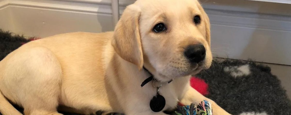 Irish Guide Dogs For The Blind Irishguidedogs Twitter