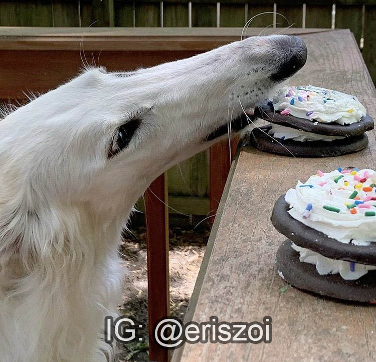 borzbot's tweet image. 