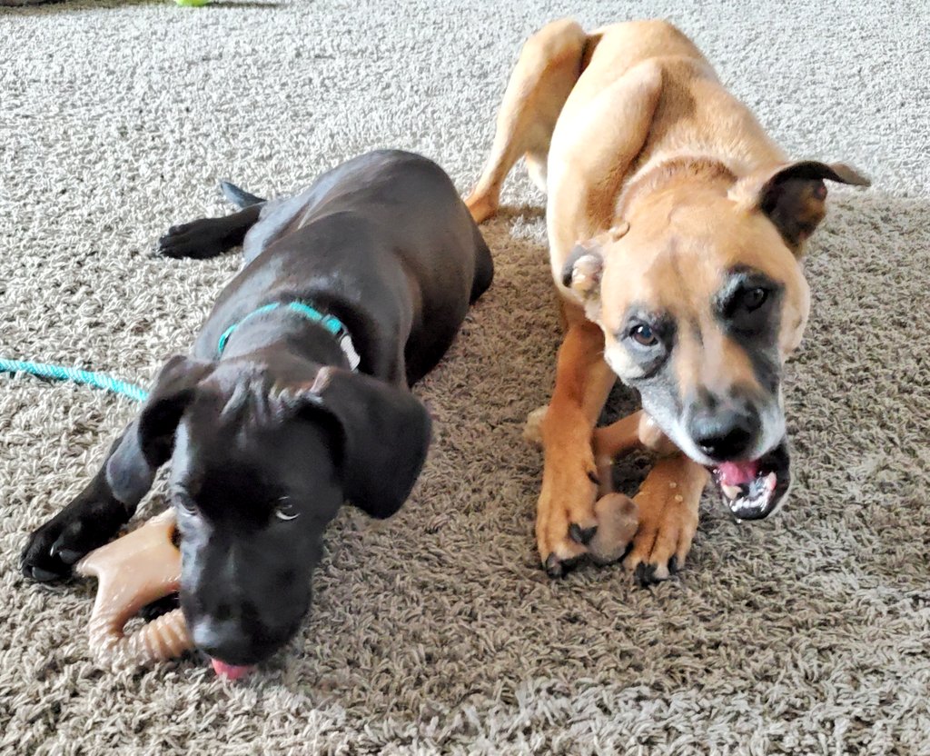 JmPiatt's tweet photo. Frankie is going to @Benebone school.  She's learning from big brother Hanford.  Lesson #1: Always keep a paw on a few in reserve... #best_dog_bones_ever #Benebone https://t.co/a1G85dxWRO