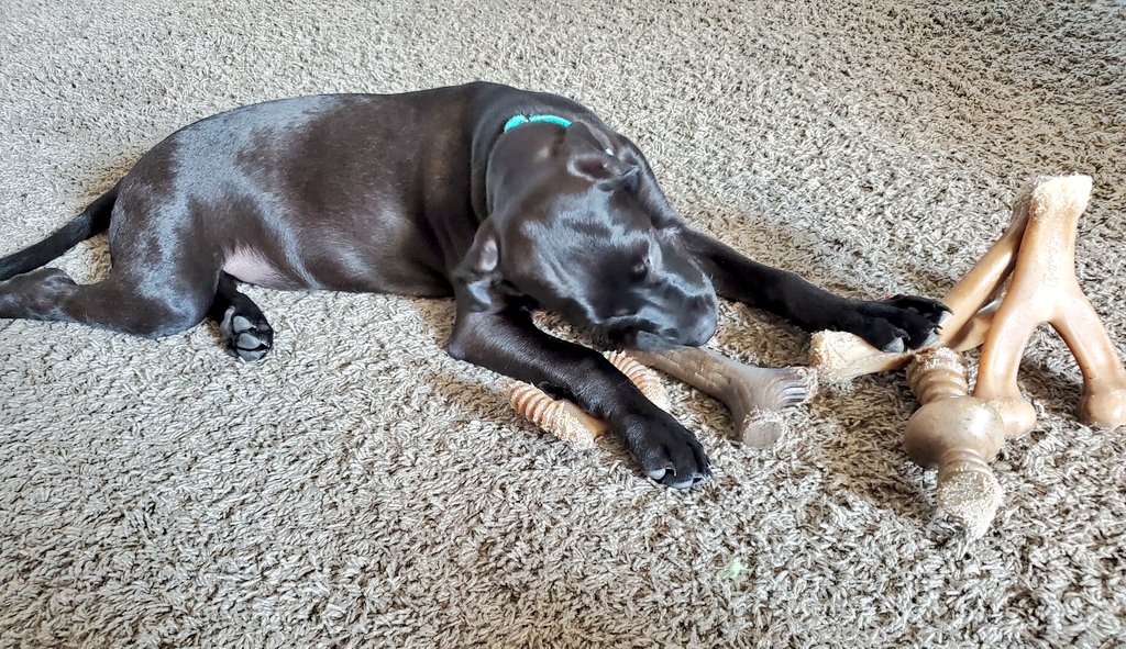 JmPiatt's tweet photo. Frankie is going to @Benebone school.  She's learning from big brother Hanford.  Lesson #1: Always keep a paw on a few in reserve... #best_dog_bones_ever #Benebone https://t.co/a1G85dxWRO