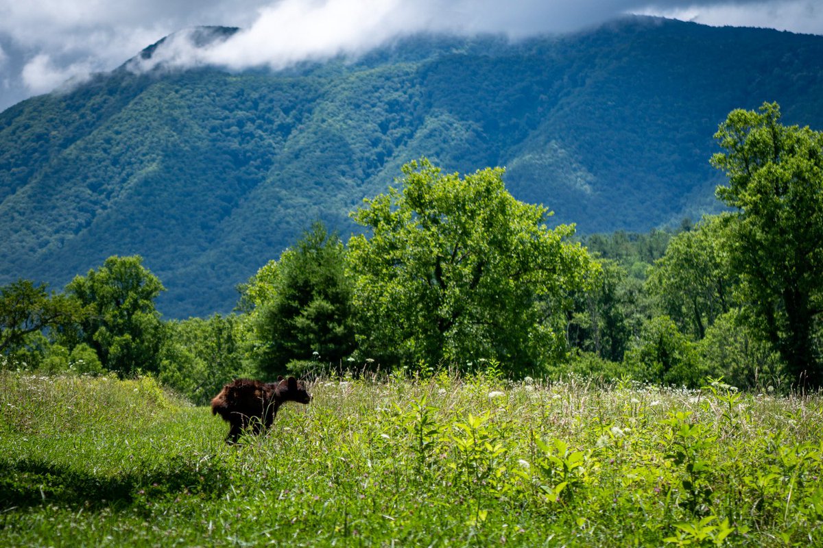 Amazing America tweet media