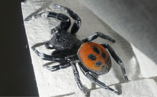 BioCombs4Nanofibers tweet media