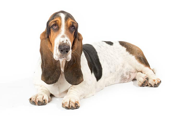 azlestingfling's tweet photo. The Wannabe Wiener Racer!  Did you know the Sting Fling Wiener Dog Derby has a race for any breed less than 25 lbs? 
We can’t let the wieners have all the fun! Sign up today!  
https://t.co/JjTqebn4FY https://t.co/mRdQfRkirw