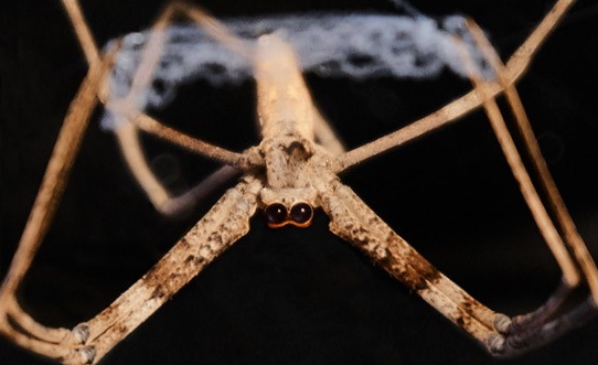 BioCombs4Nanofibers tweet media