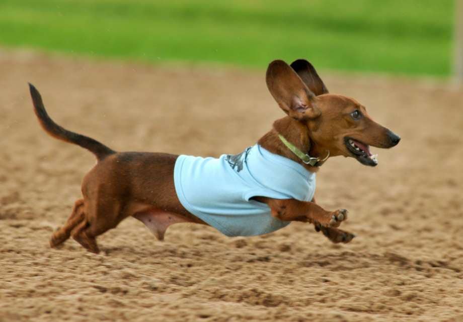 Who’s ready for the Sting Fling Wiener Dog Derby?  Sign up your fast and furious pooches today.  
azlestingfling.com/events/