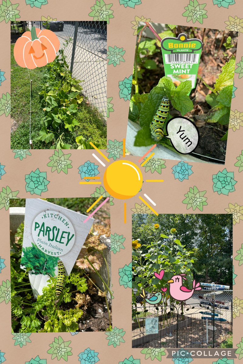 Our herb garden has some visitors, pumpkins are in bloom and our sunflowers are almost touching the sky. We can’t wait for our returning 1st graders and our new K students to see them in September. #NutSwampNest @Miss_Connolly <a href="/MilesMichelle5/">Michelle Miles</a> <a href="/StriptoE/">Erin Stripto</a> @NutSwampTigers <a href="/MTPSpride/">Middletown Township Public Schools</a>