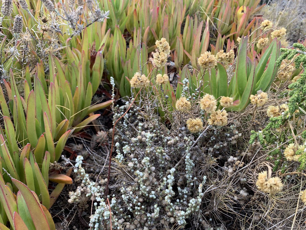 eferrerpont1's tweet photo. Bàlsam (Carpobrotus edulis), any rere any guanyant terreny a bufalagues, semprevives, caps d’ase, ullastres i camforades a la #PuntadelFrare #XN2000 #LAlbera #Colera. Encara és possible la seva erradicació #florainvasora #EEI Llanço proposta! https://t.co/Hrz2jZuJXk