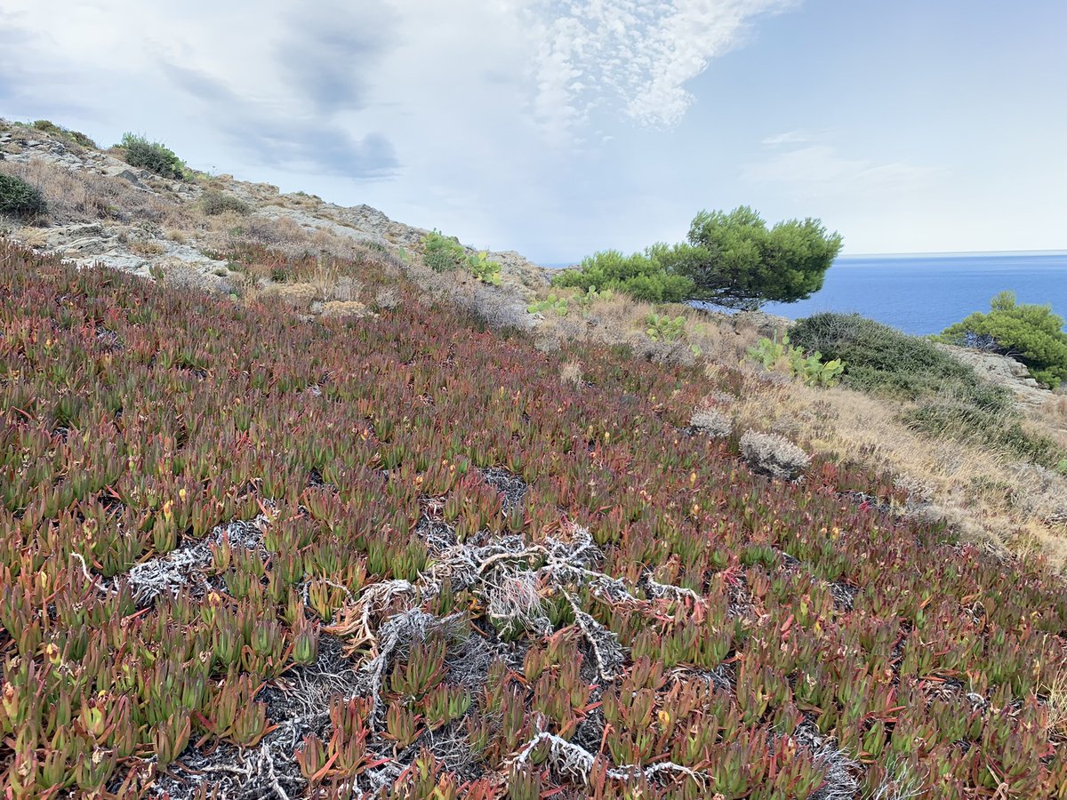 eferrerpont1's tweet photo. Bàlsam (Carpobrotus edulis), any rere any guanyant terreny a bufalagues, semprevives, caps d’ase, ullastres i camforades a la #PuntadelFrare #XN2000 #LAlbera #Colera. Encara és possible la seva erradicació #florainvasora #EEI Llanço proposta! https://t.co/Hrz2jZuJXk